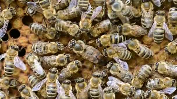 Arı Kolonisi Arı Kraliçesi Yumurtalar Kovanında Bal Arılarıyla Çevrili Olacak — Stok video