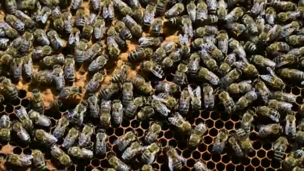 Včelí Kolonie Včelí Královna Hnízda Vejce Úlu Plástech Medu Včelami — Stock video