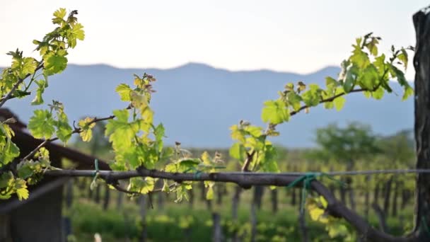 Jeunes Rameaux Verts Frais Vignes Dans Vignoble Début Printemps — Video