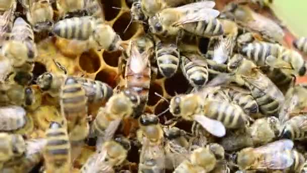 蜂のコロニー 蜂の女王蜂の巣で蜂の巣で蜂の巣周り — ストック動画