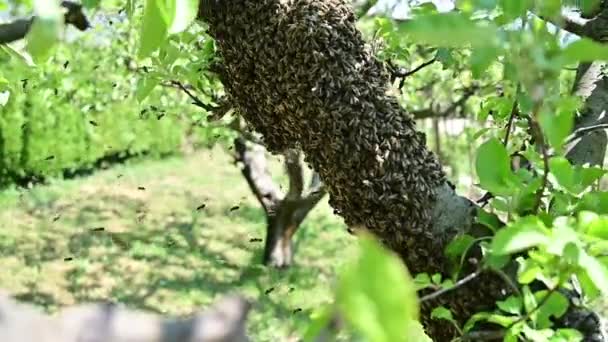 Bienenschwarm Hängt Zeitigen Frühjahr Lindenzweig Bienenvolk — Stockvideo