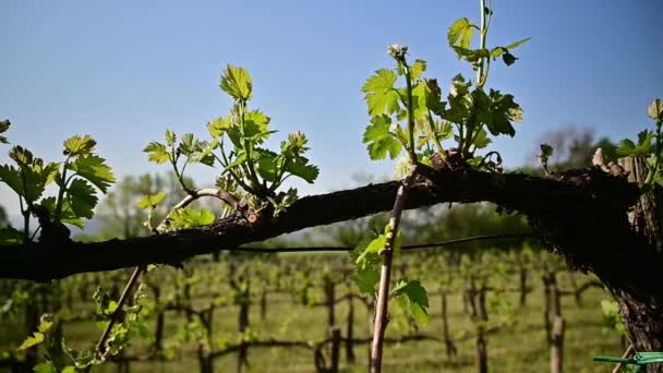 Młode Świeże Zielone Gałęzie Winorośli Winnicy Wczesną Wiosną — Wideo stockowe