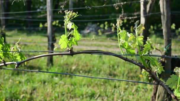 Jeunes Rameaux Verts Frais Vignes Dans Vignoble Début Printemps — Video
