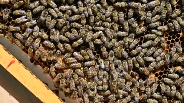 Bijenkolonie Bijenkoningin Nesten Eieren Korf Honingraat Met Honingbijen Rondom — Stockvideo