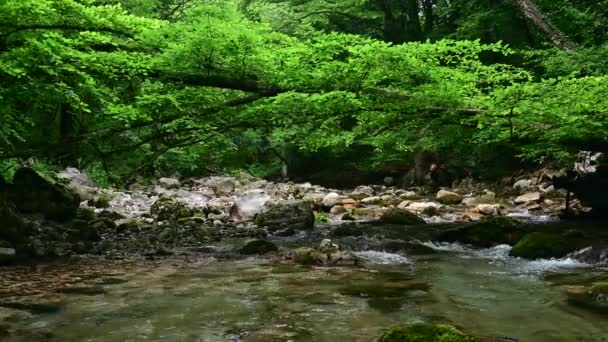 Wonderful Fresh Water Rapids Waterfalls River Flowing Forest Early Sprting — Stock Video