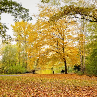 Güzel sonbahar ormanı