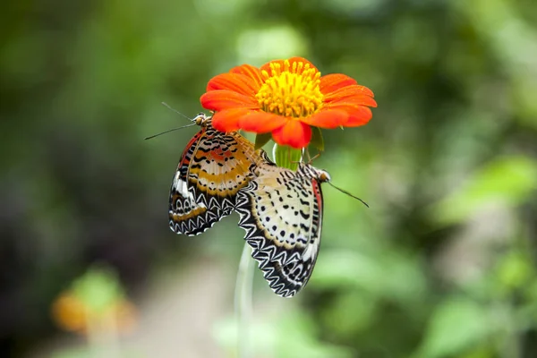 Schmetterling Paarung auf Blume — Stockfoto