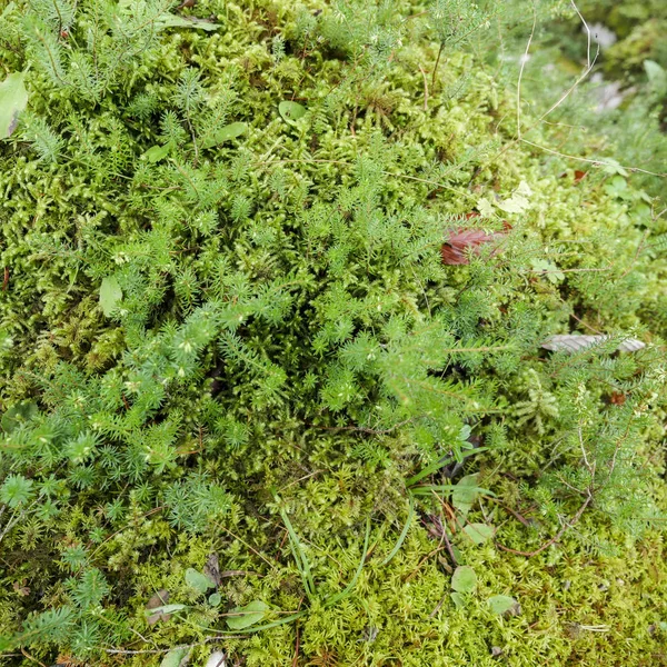 Primer plano vegetación — Foto de Stock