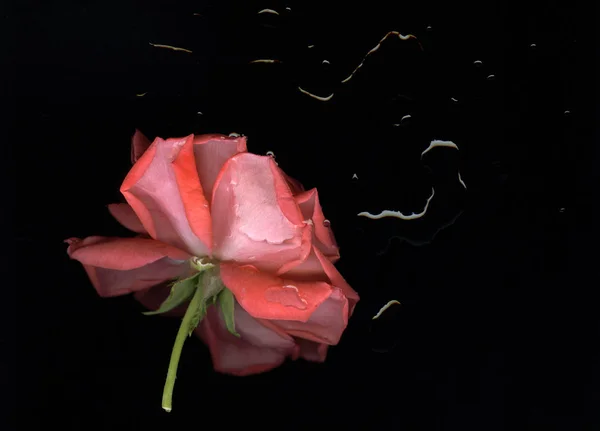 Rose rouge isolée — Photo