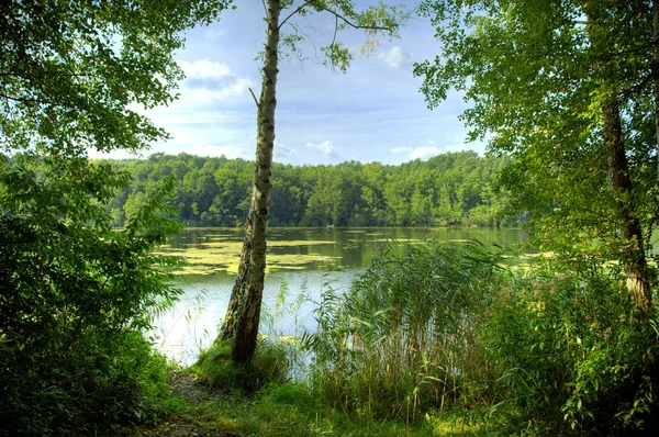 Landschaft See und Wald — Stockfoto