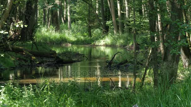 Лесной ручей и завод — стоковое видео