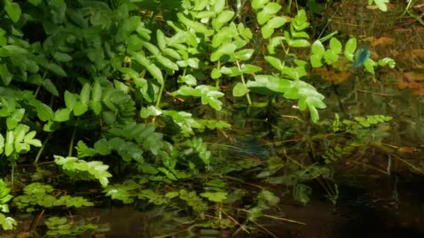 Libélula azul vuela sobre la planta de agua — Vídeo de stock