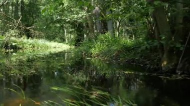 Orman akarsu Kano yolculuğu