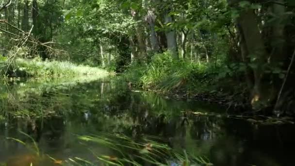 Forest stream canoe ride — Stock Video