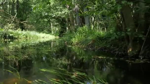 Kanufahrt auf dem Waldbach — Stockvideo