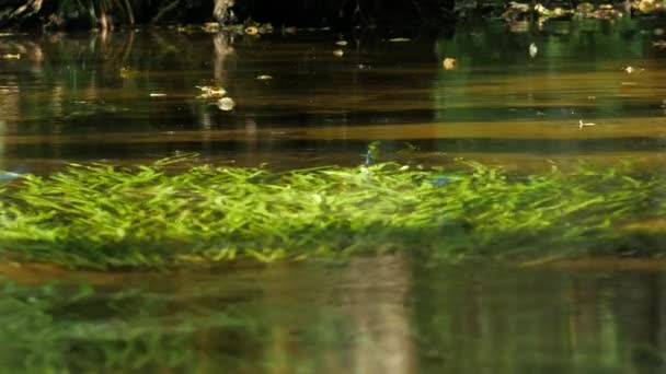 Forest stream and Reflection of the plant — Stock Video