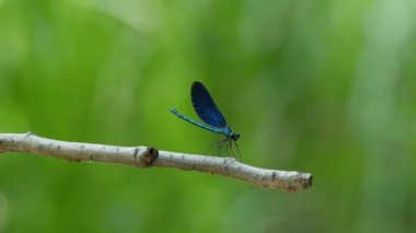 Mavi yusufçuk kadar kapatın 