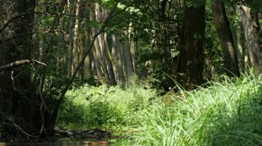 Orman akarsu ve bitki