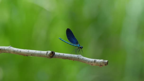 Close up blue Dragonfly — Stock Video