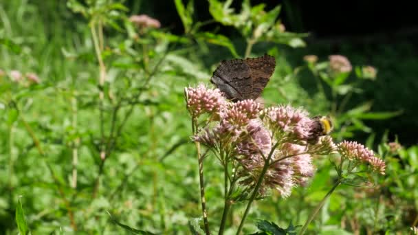 Papillon et abeille 