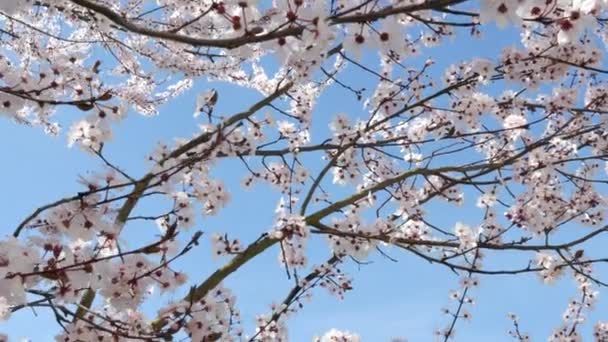 Wiosenne kwiaty z niebieskim tłem — Wideo stockowe