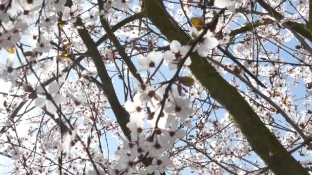 Voorjaar bloemen met blauwe achtergrond — Stockvideo