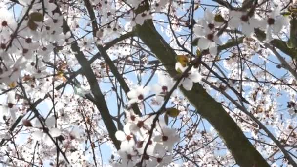 Flores de primavera con fondo azul — Vídeo de stock