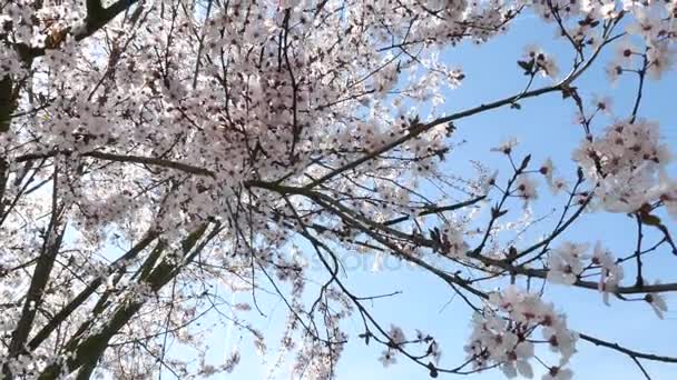 Jarní květiny s modrým pozadím — Stock video