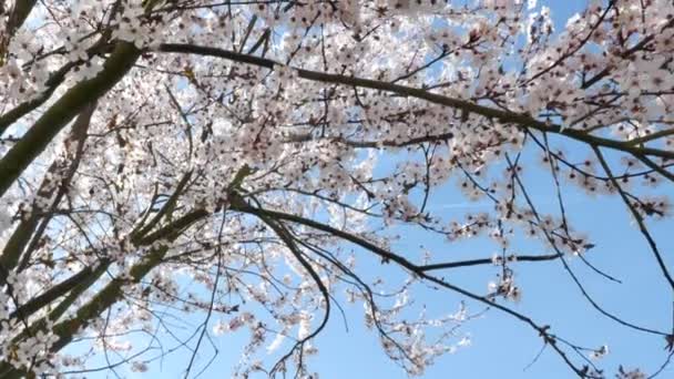 Flores de primavera con fondo azul — Vídeos de Stock