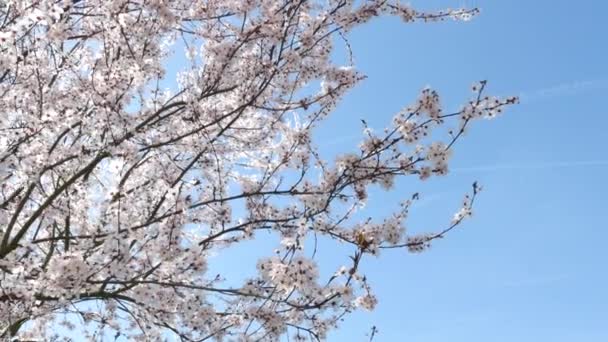 Весняні квіти з синім фоном — стокове відео