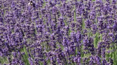 Mor alan çiçek arka plan.