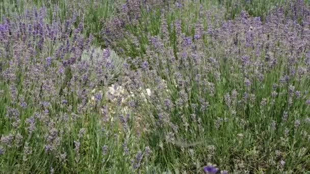 Fleurs de lavande en fleurs. Champ violet fleurs fond. Tendre fleurs de lavande . — Video