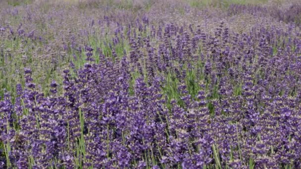 Purple field flowers background. — Stock Video