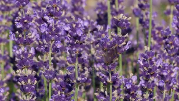 Purple field flowers background. — Stock Video