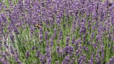 Mor alan çiçek arka plan.