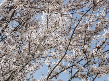 Mavi arka planlı bahar çiçekleri
