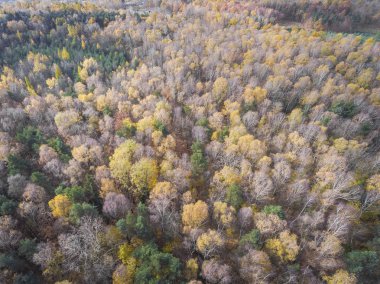 Forrest farklı renk ağaçları ile hava görünümünü. Alınan süre