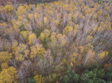 Forrest farklı renk ağaçları ile hava görünümünü. Alınan süre