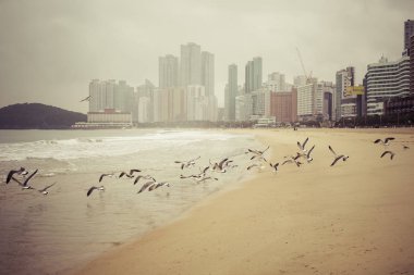 Busan - 27 Ekim 2016: Haeundae beach Busan en popüler olduğunu