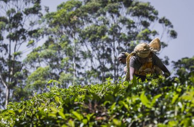 Nuwara Eliya, Sri Lanka - Aralık 02: kadın çay seçici çay 