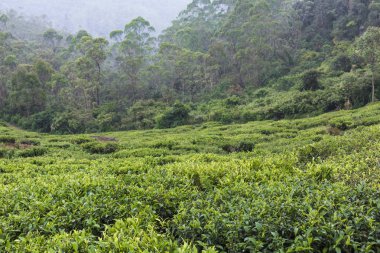 sri Lanka çay yeşil alanlar ile peyzaj