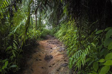 Orman yolu. Sinharaja yağmur ormanları Sri Lanka.