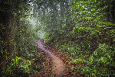 Orman yolu. Sinharaja yağmur ormanları Sri Lanka.