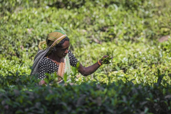 NUWARA ELIYA, SRI LANKA - DECEMBER 02: Female tea picker in tea — Stock Photo, Image