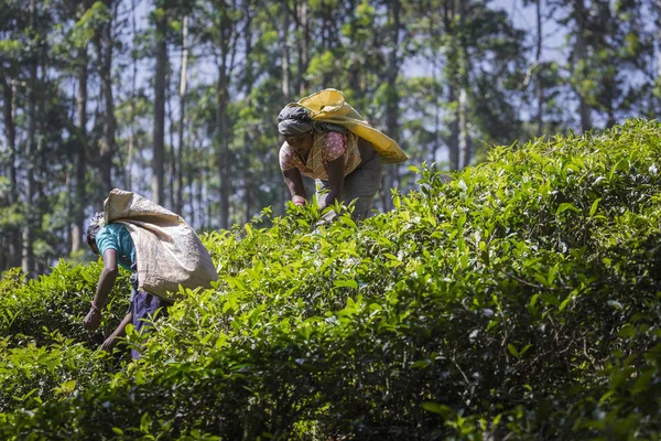 NUWARA ELIYA, SRI LANKA - 02 DE DICIEMBRE: Recolectora de té femenina en té —  Fotos de Stock