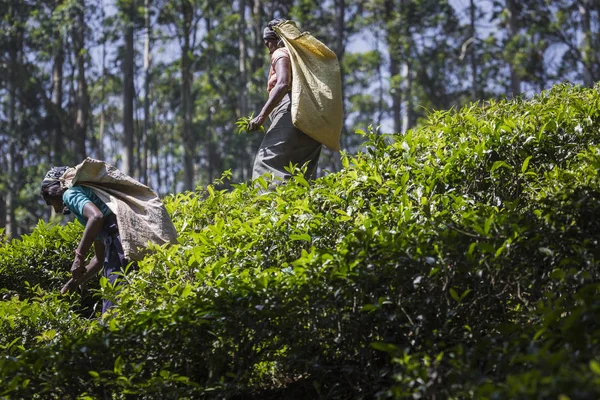 NUWARA ELIYA, SRI LANKA - DECEMBER 02: Female tea picker in tea — Stock Photo, Image