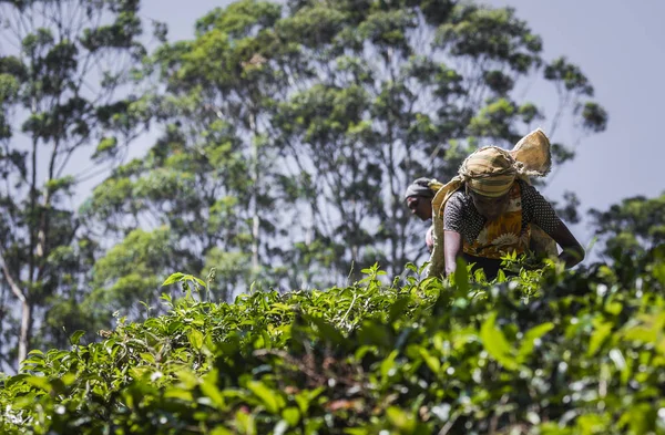 NUWARA ELIYA, SRI LANKA - DECEMBER 02: Female tea picker in tea — Stock Photo, Image