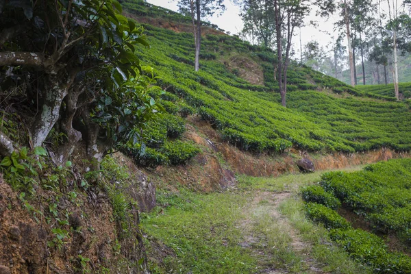 Пейзаж с зелеными полями чая в Шри-Ланке — стоковое фото