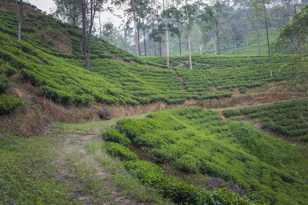 sri Lanka çay yeşil alanlar ile peyzaj