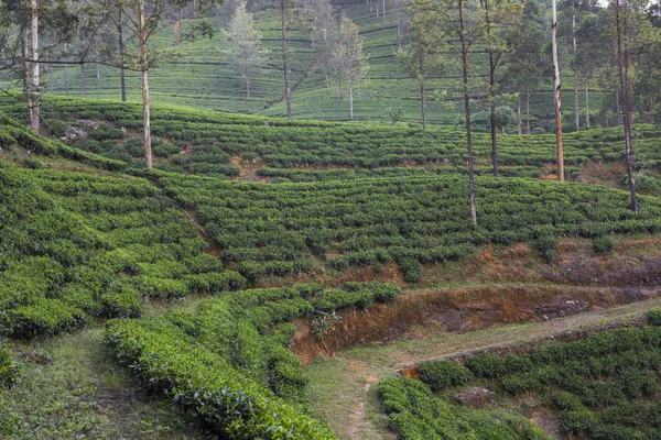 Paisaje con campos verdes de té en Sri Lanka — Foto de Stock